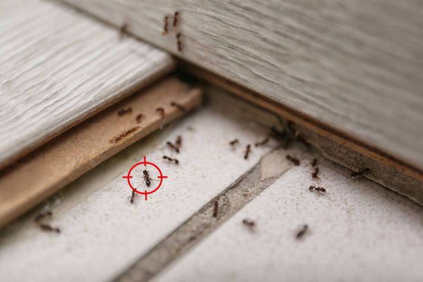 Best Exterminator Services  in Ramapo College Of New Jersey, NJ
