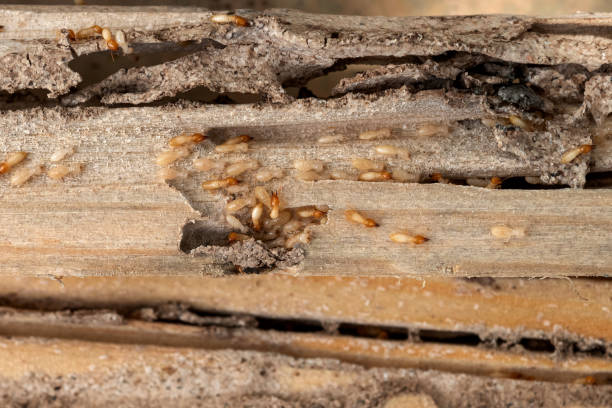 Best Commercial Pest Control Services  in Ramapo College Of New Jersey, NJ